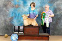 Cocker Spaniel #10 BVVSEL Sat Specialty Judge Stephanie Kaul