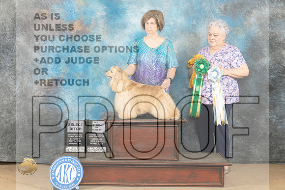 Cocker Spaniel #10 BVVSEL Sat Specialty Judge Stephanie Kaul_JP_0946_CCKC2023_HR3