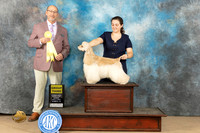 Cocker Spaniel #11 G3 Judge Edmund Dziuk