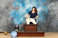 Cocker Spaniel Parti #26 Sun BOV Judge Eddy Dziuk