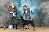 Doberman Pinscher #16 Sun BOWCH Judge John Schoeneman