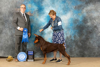 Doberman Pinscher #34 Sun G1 Judge John Schoeneman