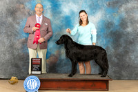 Flat Coated Retriever # 7 G2 Judge Edmun Dziuk