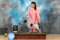 German Shorthaired Pointer #10 Sun G3 Judge Pamela Hirko