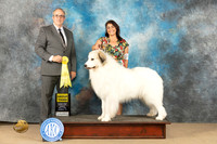 Great Pyrenees Dog #5 Sun G3 Judge John Schoeneman
