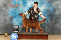 Irish Setter #6 Sun WBBOW nch Judge Edmun Dziuk