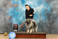 Keeshond #5 Sun G2 Judge Sandra Coffman