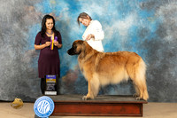Leonberger #10 sun BOB Judge Julie Brady