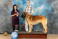 Leonberger #5 sun WDBOS Judge Julie Brady
