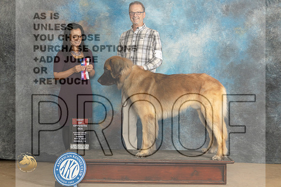 Leonberger #5 sun WDBOS Judge Julie Brady_JP_0857_CCKC2023_HR3