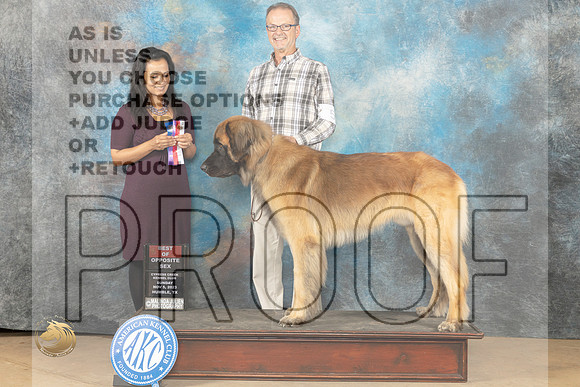 Leonberger #5 sun WDBOS Judge Julie Brady_JP_0858_CCKC2023_HR3