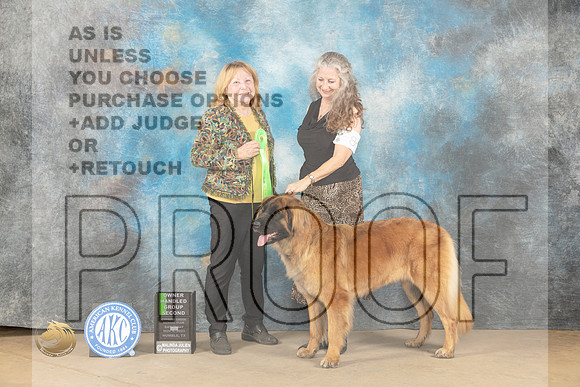 Leonberger #8 Sun OHG2 Judge Sandra Coffman_JP_1109_CCKC2023_HR3