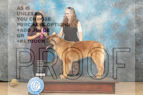 Leonberger #8 Sunday BOBOH Judge Julie Brady_JP_0843_CCKC2023_HR3