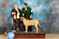Mastiff #9 Sun PBIS Judge Kelly Reimschiissell