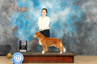 Nova Scotia Duck Tolling Retriever #6 Sun BOB Emund Dziuk