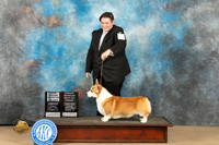 Pembroke Welsh Corgi #5 Sun Select OHBOB Ngch Judge John Shoeneman