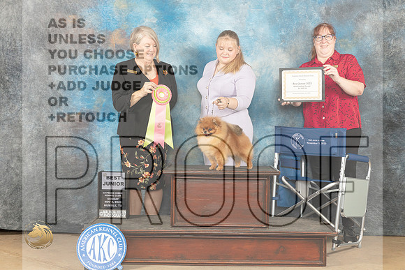Pomeranian #J502 sun BJH Judge Pamela J Rhyner-Hirko_JP_0878_CCKC2023_HR3