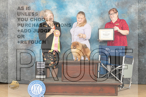 Pomeranian #J502 sun BJH Judge Pamela J Rhyner-Hirko_JP_0884_CCKC2023_HR3