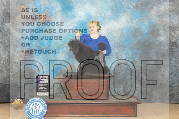 Poodle Miniature #7  sun WD Judge Kelly D Reimschiissel  _JP_0741_CCKC2023_HR3