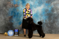 Poodle Std #11 Sun WDBOW Judge Kelly Reimschiissel