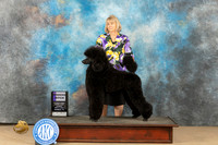 Poodle Std #22 Sun WB Judge Kelly Reimschiissel