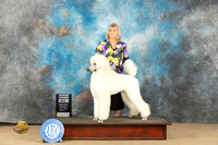 Poodle Std #9 Sun RW Judge John Schoeneman