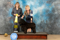 Puli #5 Sun G3 Judge Danelle M Brown
