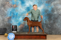 Redbone Coonhound #10 Sun WBBOSM Judge Dianne Kroll