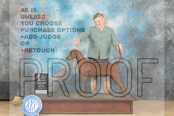 Redbone Coonhound #10 Sun WBBOSM Judge Dianne Kroll_JP_0652_CCKC2023_HR3