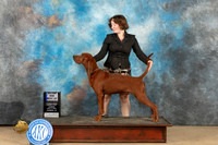 Redbone Coonhound #5 Sun WBBOWM Judge Dianne Kroll