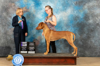Rhodesian Ridgeback #11 sun WD Judge Dianne Kroll