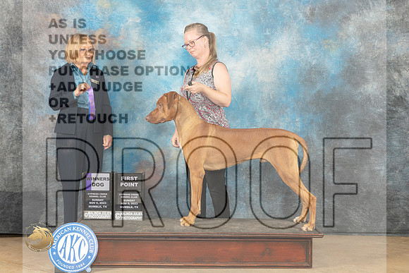Rhodesian Ridgeback #11 sun WD Judge Dianne Kroll_JP_0726_CCKC2023_HR3