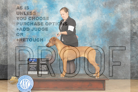 Rhodesian Ridgeback #12 Sun BOWWB Judge Dianne Kroll_JP_0642_CCKC2023_HR3