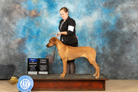 Rhodesian Ridgeback #12 Sun BOWWB Judge Dianne Kroll