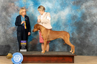 Rhodesian Ridgeback #9 Sun BOB Judge Dianne Kroll