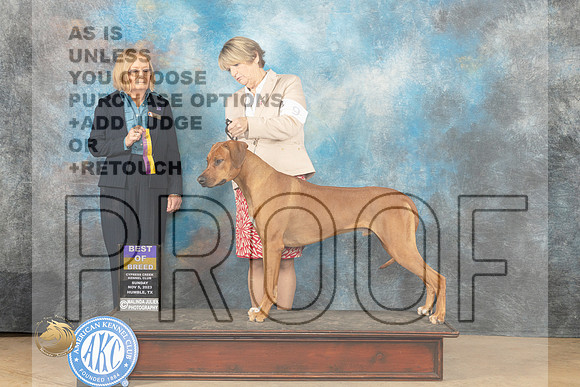 Rhodesian Ridgeback #9 Sun BOB Judge Dianne Kroll_JP_0719_CCKC2023_HR3