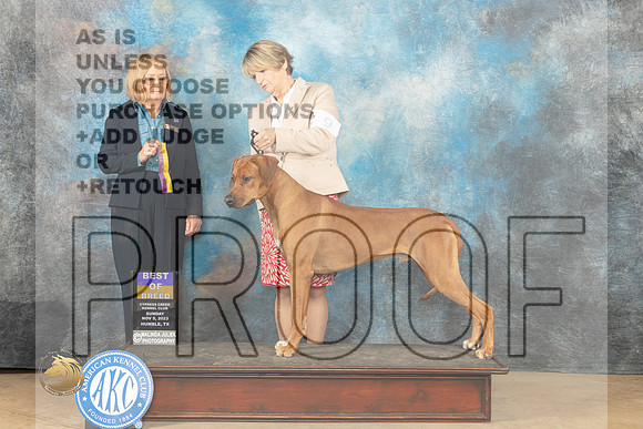 Rhodesian Ridgeback #9 Sun BOB Judge Dianne Kroll_JP_0720_CCKC2023_HR3