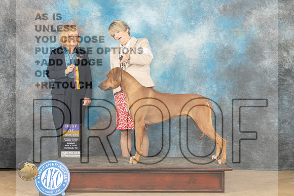Rhodesian Ridgeback #9 Sun BOB Judge Dianne Kroll_JP_0723_CCKC2023_HR3