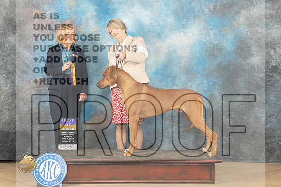 Rhodesian Ridgeback #9 Sun BOB Judge Dianne Kroll_JP_0722_CCKC2023_HR3