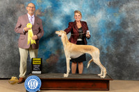Saluki #6 Sun G3 Judge Emund Dziuk