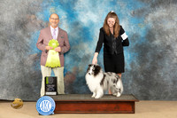 Shetland Sheepdog #11 Sun OHRBIS Judge Edumun Dzuik