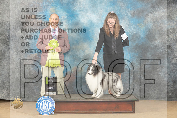 Shetland Sheepdog #11 Sun OHRBIS Judge Edumun Dzuik_JP_1156_CCKC2023_HR3