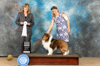 Shetland Sheepdog #19 Sun G4 Judge Danelle M Brown
