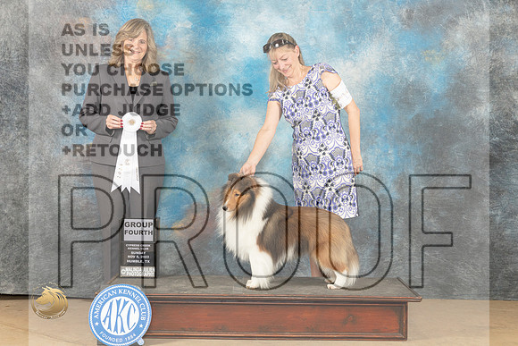 Shetland Sheepdog #19 Sun G4 Judge Danelle M Brown_JP_0953_CCKC2023_HR3