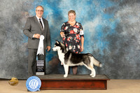 Siberian Husky #5 Sun G4 Judge John Schoeneman