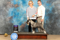 Standard Schnauzer #5 Sun BOBOHBOB Judge John Schoeneman