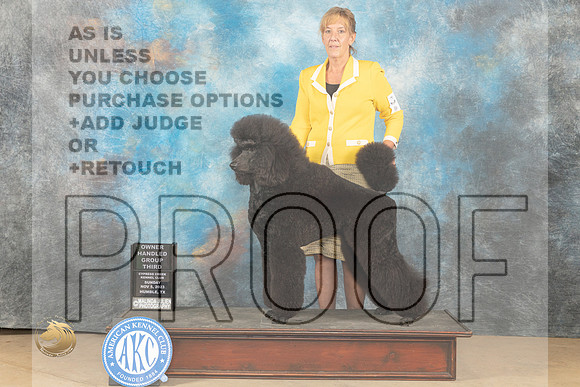 Standard Poodle #7 Sun G3 OH Judge Kelly Reimschiissel_JP_0981_CCKC2023_HR3
