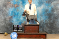 Standard Schnauzer #8 sun WB ch John Schoeneman