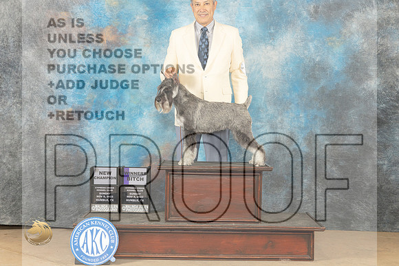 Standard Schnauzer #8 sun WB ch John Schoeneman _JP_0968_CCKC2023_HR3