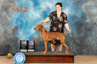 Vizsla #7 SAT WDBOB maj Judge L Nelson